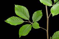 Hêtre - Rameau (Fagus sylvatica)